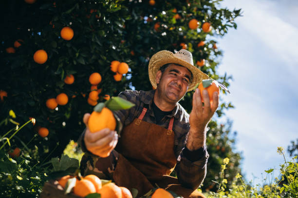 Farmer handpicking fresh oranges from trees in Spanish orchard